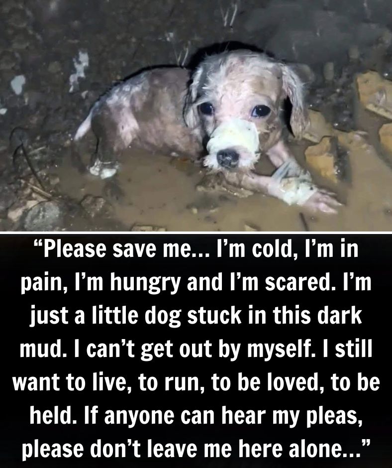 I didn’t bark, I didn’t move, I didn’t have the strength to cry… I just lay there waiting for a miracle. Alone in the cold, muddy ditch, no one heard the silent crying… But the little dog kept looking up with wet eyes, hoping someone would stop and help him.