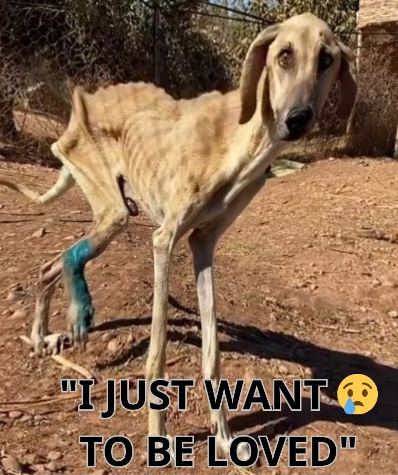 Condemned to die alone and in pain, a skinny, hungry and defenseless dog fell to the ground waiting for death… but the compassion of humans saved him, returning him to the life he had long dreamed of.