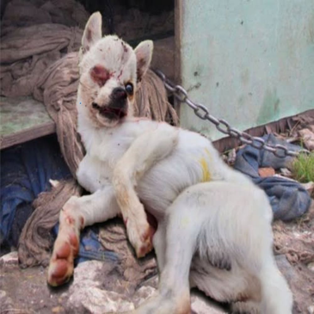 ¡Asfixia extrema! El perro demacrado, demacrado, respirando débilmente, tuerto, encadenado entre cuatro paredes frías, con el cuerpo cubierto de heridas, gimiendo de dolor en la oscuridad mientras nadie comprende su extrema gravedad… AL