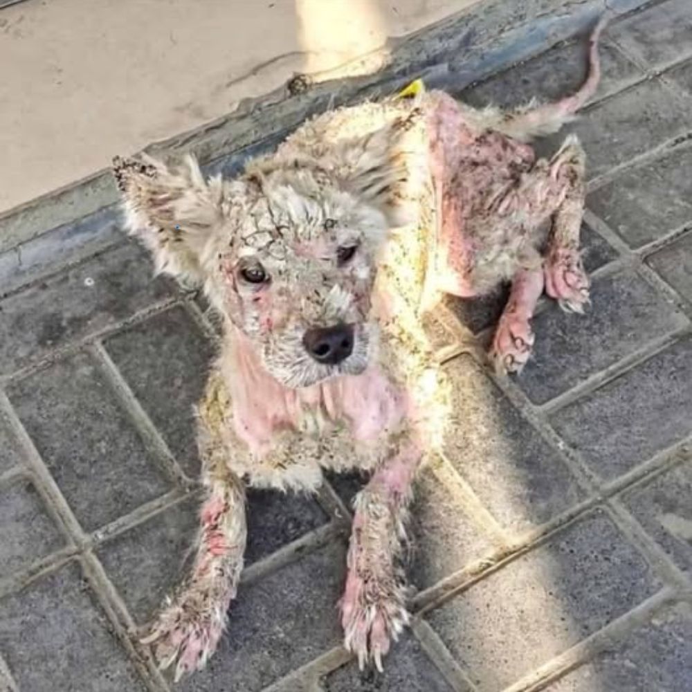 ¡Increíble! Un perrito fue abandonado sin piedad en la acera por su despiadado dueño, con el cuerpo cubierto de heridas, temblando de dolor, desesperación y frío. AL