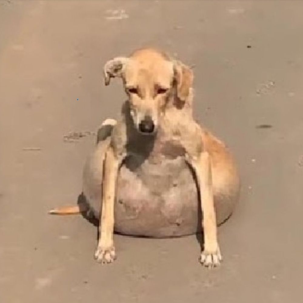 ¡Tragedia desgarradora! El perro enfermo se retorcía con un tumor pesado; cada paso era una sentencia dolorosa en medio de una vida cruel. AL
