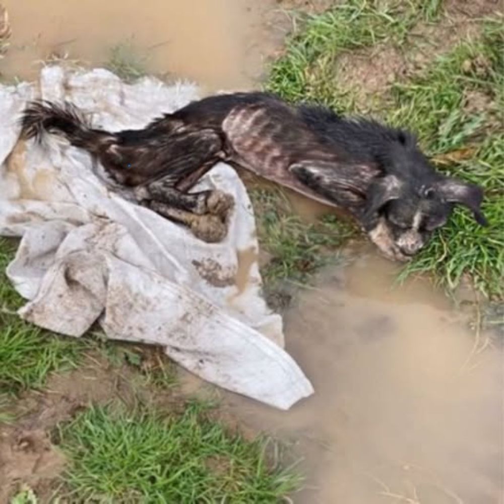 ¡Desgarrador! El perro era solo piel y huesos, temblando en el barro frío, abandonado entre la vida y la muerte, anhelando una mano salvadora… AL