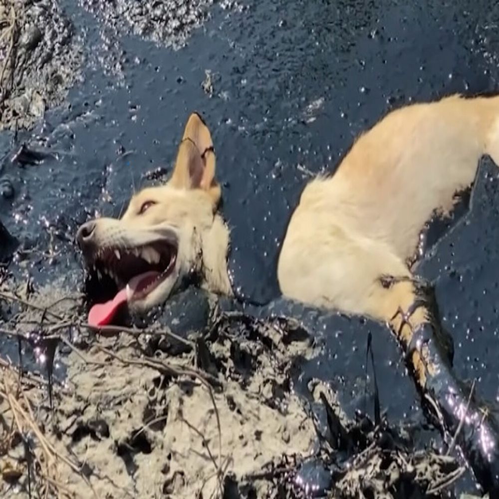 ¡Qué desgarrador! El perro estaba exhausto en el asfixiante charco de asfalto negro, con los ojos suplicando desesperadamente, la boca jadeando como si lanzara su último grito de auxilio… AL