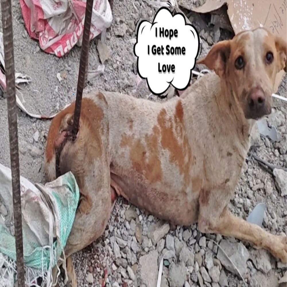 ¡Tragedia desgarradora! Un perro inocente atrapado entre los escombros, con el cuerpo atravesado por una fría barra de hierro, y con los ojos aún brillantes de esperanza de ser amado… AL