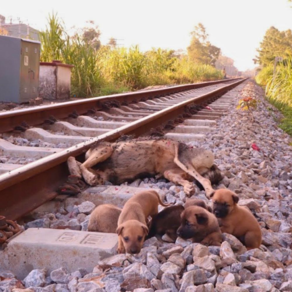 ¡Escena conmovedora! Una perrita desafortunada yace inmóvil junto a las vías del tren, con sus cachorros deambulando desesperadamente buscando leche… AL