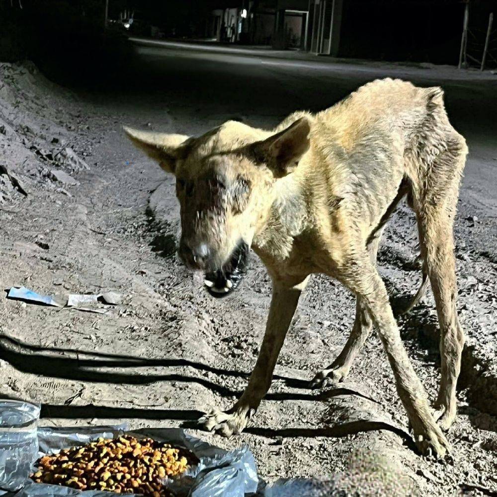 El perro ciego, con su cuerpo reducido a piel y huesos, temblaba junto a una comida improvisada: ¡una vida extremadamente trágica que asfixiaba a cualquiera que la viera! AL
