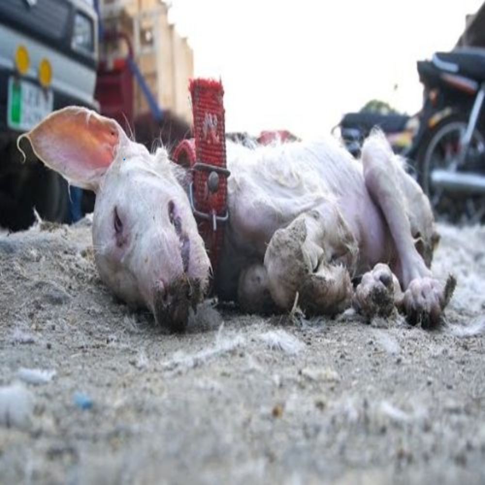 ¡POBRE DE CORAZÓN! El pobre perro yacía moribundo en el suelo, con el cuerpo lleno de heridas, sus ojos sin vida como si rogaran por el último resquicio de calor humano. AL