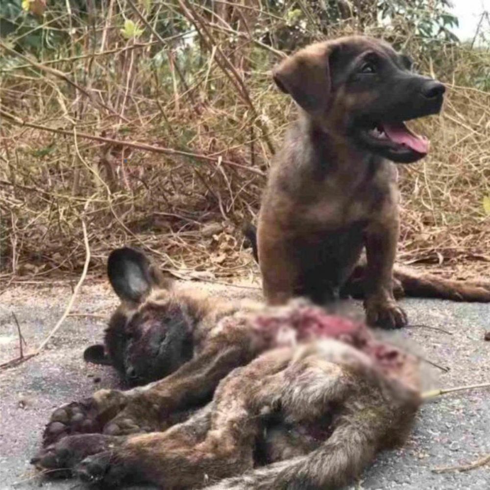 ¡Qué dolor! El cachorro indefenso junto a su amigo fallecido, con sus ojos llenos de soledad e impotencia, hizo doler el corazón de todos. AL
