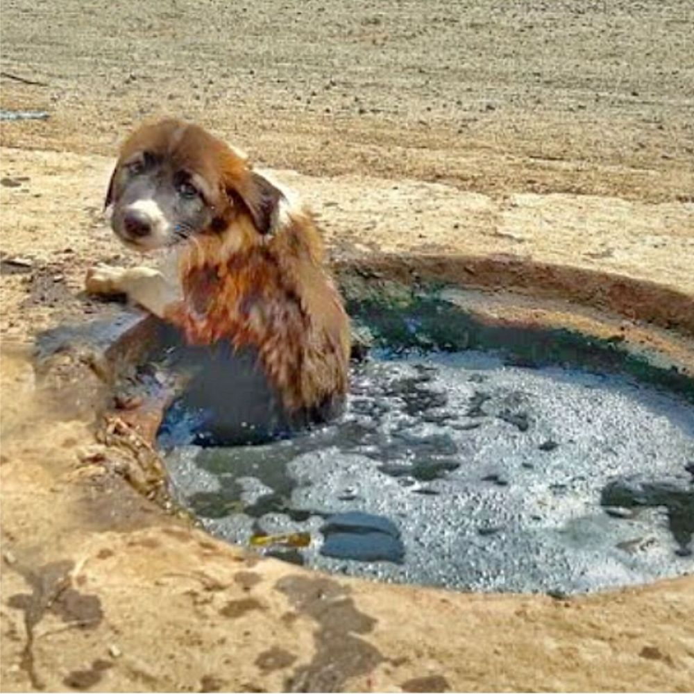 ¡POBRE! El perrito estaba atrapado solo en un charco de agua sucia. Sus ojos suplicantes nos dolían el corazón a todos. AL