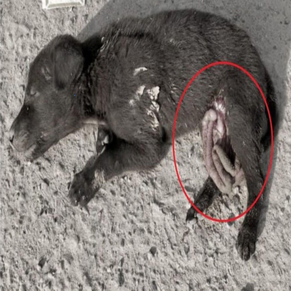 Horroroso: Pobre perro abandonado, cuerpo severamente herido y órganos internos expuestos, ¡haciendo estremecer a cualquiera que lo vea! AL