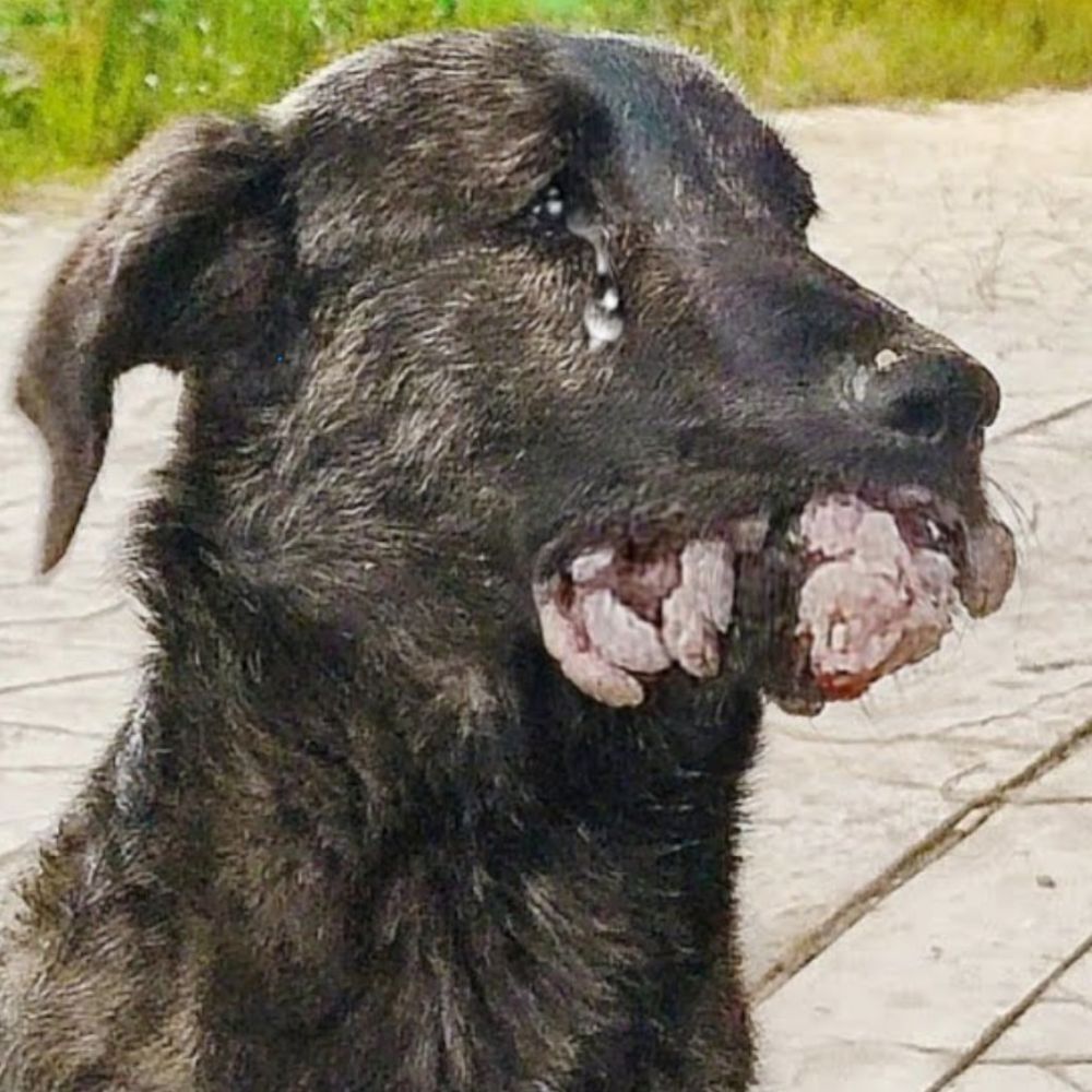 Desgarrador: Un perro con un tumor gigante cubriendo su boca, sus ojos llenos de lágrimas de desesperación, ¡como si clamara por un milagro que le salvara la vida! AL