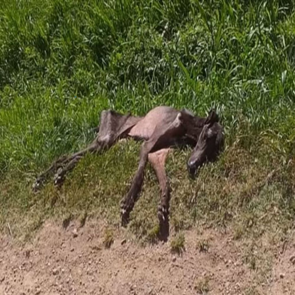 Tragedia en mitad de la vida: El perro sólo era piel y huesos, se desplomó al costado del camino con sed y hambre: una imagen inquietante que hace doler el corazón de todos. AL