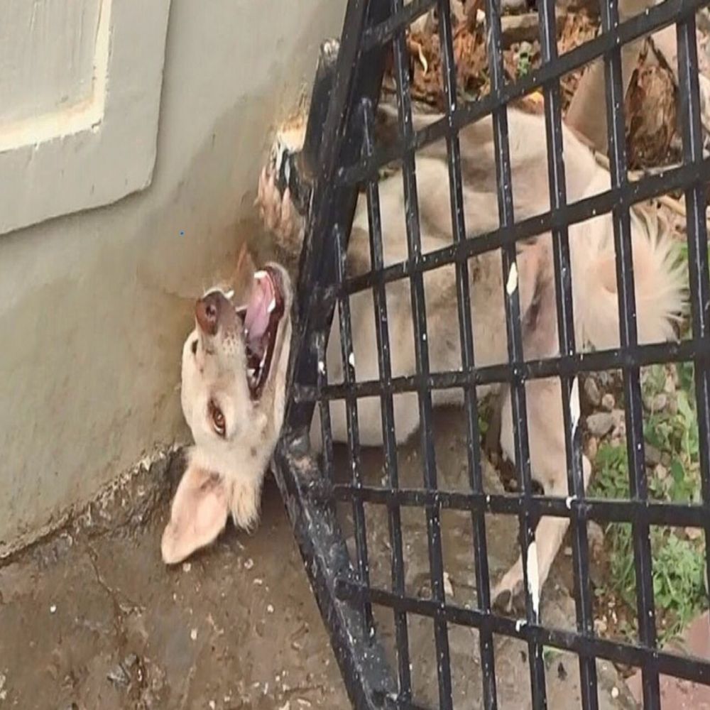 ¡Desgarrador! El perrito estaba atrapado bajo los fríos barrotes de hierro, con la boca abierta de dolor y los ojos desesperados pidiendo a gritos una mano salvadora. AL