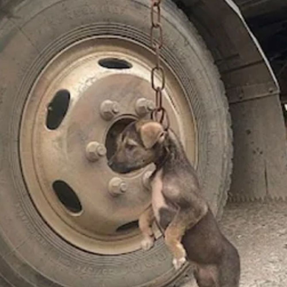 “Oh cruel fate! This poor little dog, condemned to endure unspeakable torture, still clung to life with a heartbreaking courage that no innocent soul should ever be forced to show.”
