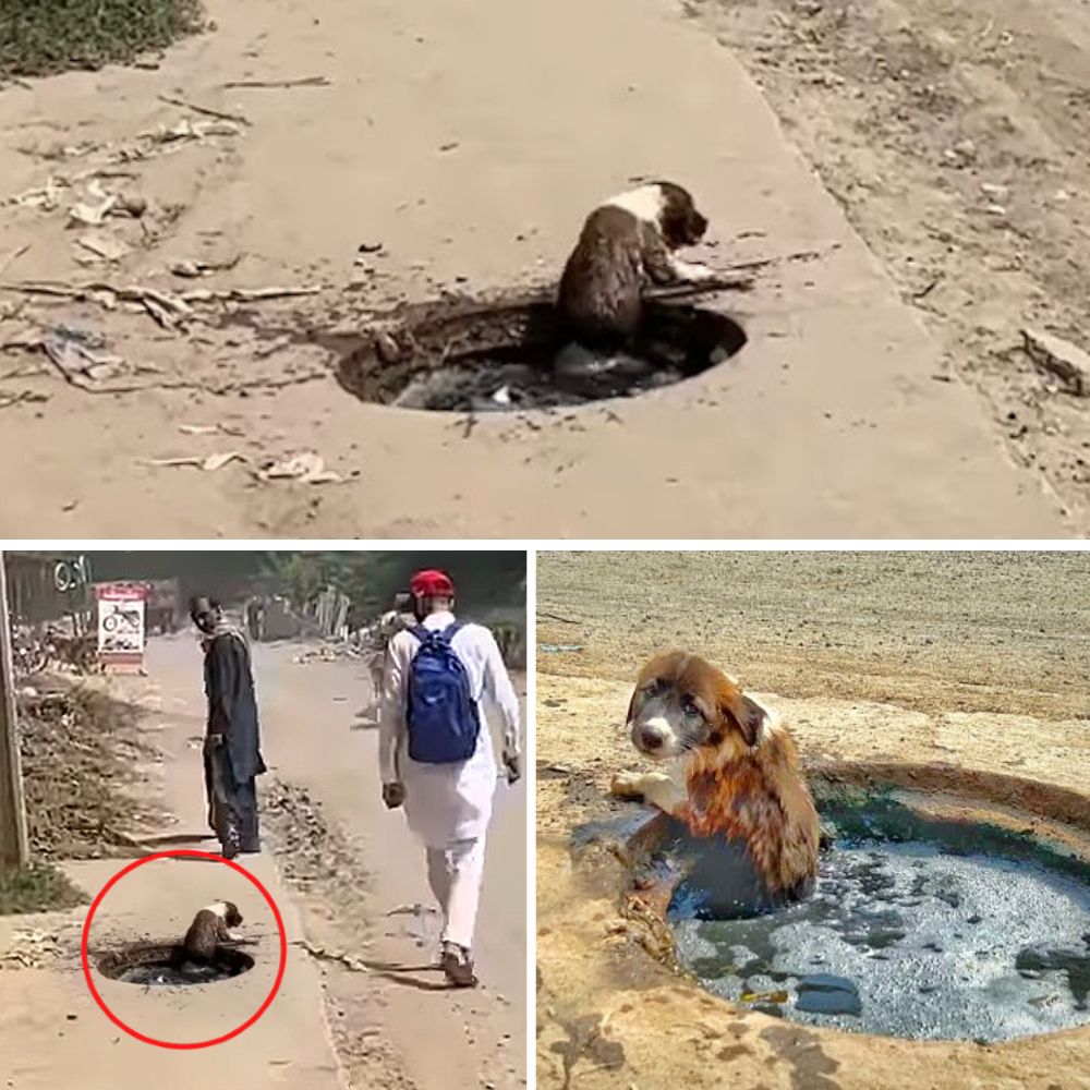 “Abandoned by humans in cruelty and hatred, the little dog Felix had to crawl in pain and despair, thinking he would die, but miraculously, thanks to the loving arms that saved him, he was revived after two short weeks.”