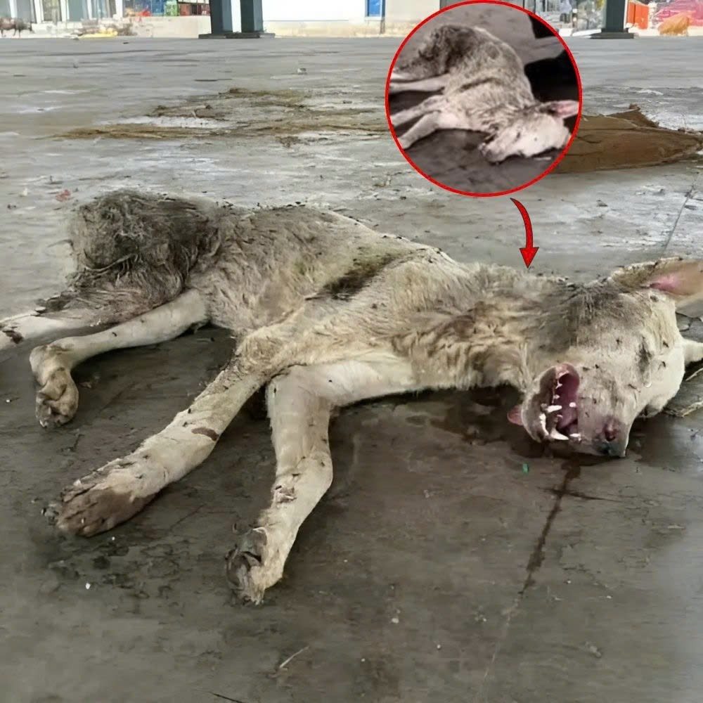 “Why did you throw me away, I’m not trash…” — The starving and abandoned dog, with scabby wounds, was being devoured by thousands of ants like thousands of needles, using his last breath to fight for survival, hoping for a miracle.