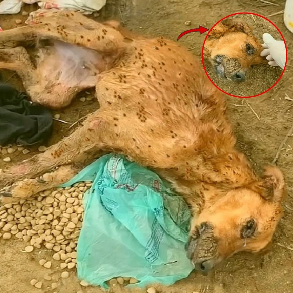 “Please don’t leave me here, I’m in so much pain” — The last plea of ​​a poor dog with a weak, agonizing body, lying motionless in a field, almost devoured by thousands of ants.