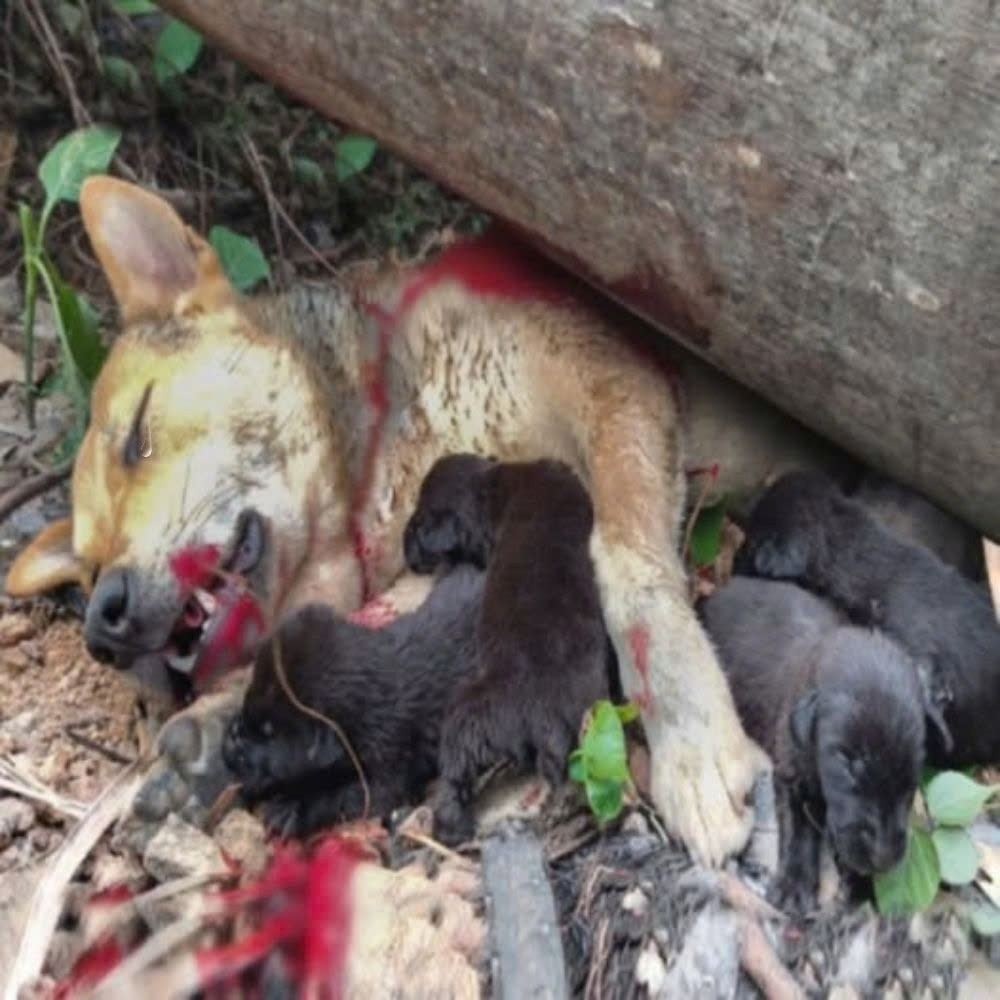 “Love is stronger than fear” – With her last remaining strength, a dog risked her life to protect her puppies from a falling tree. Her great sacrifice melted many hearts.
