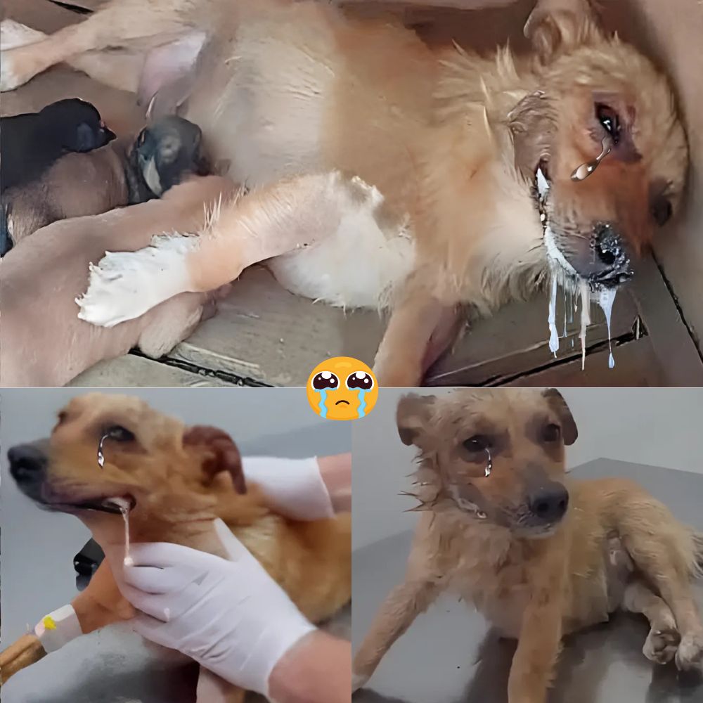 “Please save me… I’m in so much pain.” — A skinny, abandoned dog was so hungry he had to eat toxic garbage to survive and then collapsed on the floor in pain… His pitiful cries and wails will break your heart.