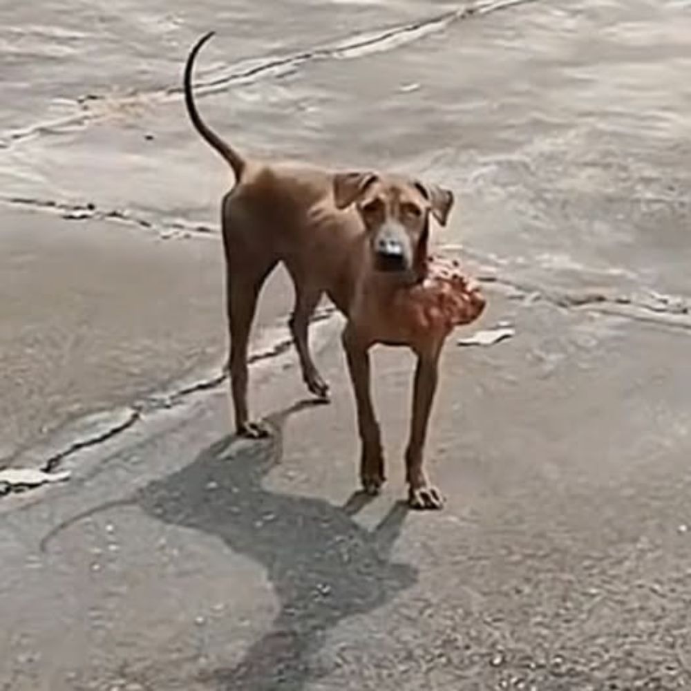 ¡Un dolor que lo deja sin palabras! El perro flacucho aún resiste, con un tumor gigante en la cara, soportando el dolor en silencio y solo. AL