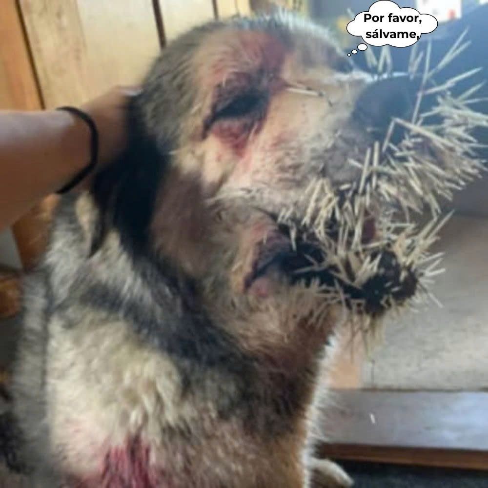 The heart-rending cry of an innocent being, its eyes swollen with tears, seemed to ask the world: “Why do I have to suffer like this? Will there be anyone to help me?” A faithful dog, its face covered in wounds caused by hundreds of spikes, silently endured unbearable pain.