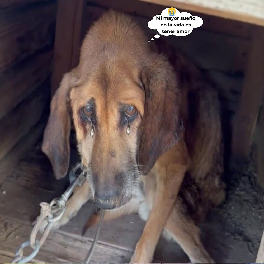 “Sólo quiero ser amado” En la oscuridad de una vieja jaula de madera, un viejo perro encadenado lloraba en silencio, las lágrimas rodaban por sus ojos cansados, llevando consigo el dolor de años de abandono y el frágil deseo de ser abrazado y amado.A