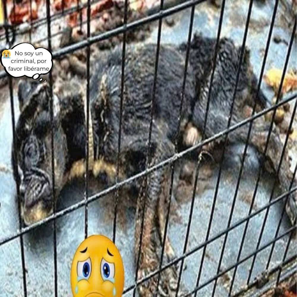 Abandonado en una fría jaula de hierro, su cuerpo reducido a piel y huesos y su respiración tan débil que parecía que estaba a punto de morir… el perrito aún intentaba desesperadamente aferrarse a la vida, hasta que apareció un milagro, salvándolo de la muerte y dándole una segunda oportunidad de vida
