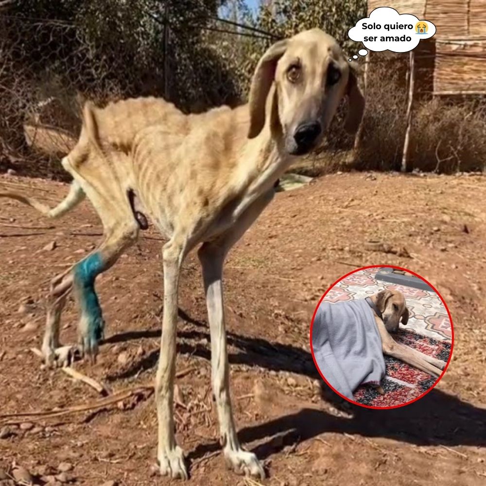 “Por favor dame un poco de amor” Con solo piel y huesos y silenciosos gritos de dolor, Sam, el débil perro fue abandonado a su suerte bajo el sol abrasador, cargando con un cuerpo roto y un corazón roto, pero aún aferrándose a la vida con una frágil esperanza