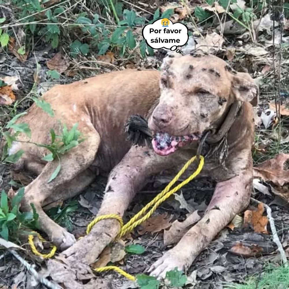 “Por favor, sálvame, me duele mucho…” Encadenado por el dolor y olvidado en silencio. El pobre perro, cubierto de graves heridas y atado con crueldad, sufría, pero aún intentaba respirar, esperando el milagro del amor antes de que la soledad lo envolviera y lo hiciera desaparecer para siempre