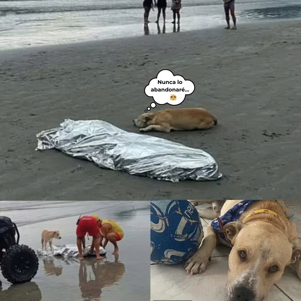 “Nunca lo abandonaré…” — Después de que su dueño falleciera, el fiel perro se acostó en la tumba, esperándolo entre lágrimas y silencio con un amor que aún permanece aunque sabe que nunca volverá.A