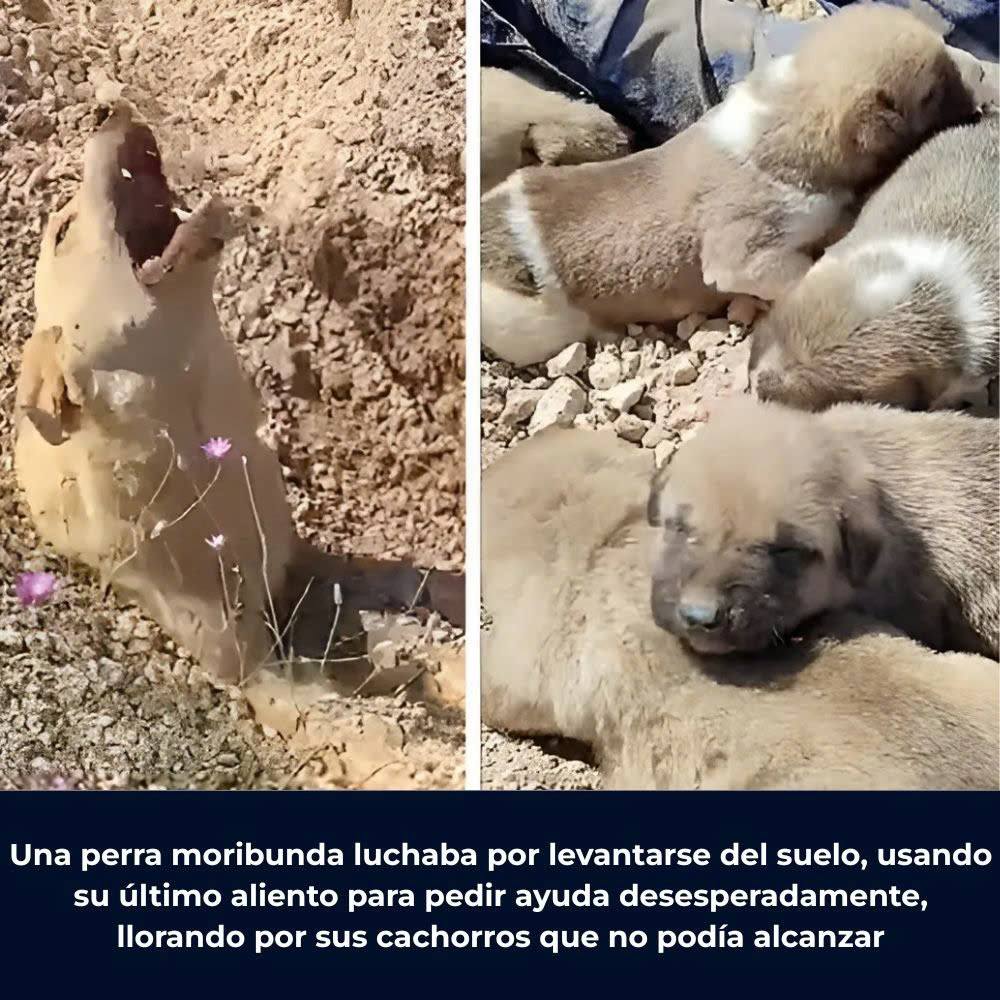 “Puedo morir, pero por favor salva a mis cachorros…” — Con solo su cabeza sobresaliendo del suelo, un perro moribundo luchaba por levantarse del suelo, usando su último aliento para pedir ayuda desesperadamente, llorando por los cachorros que no podía alcanzar .