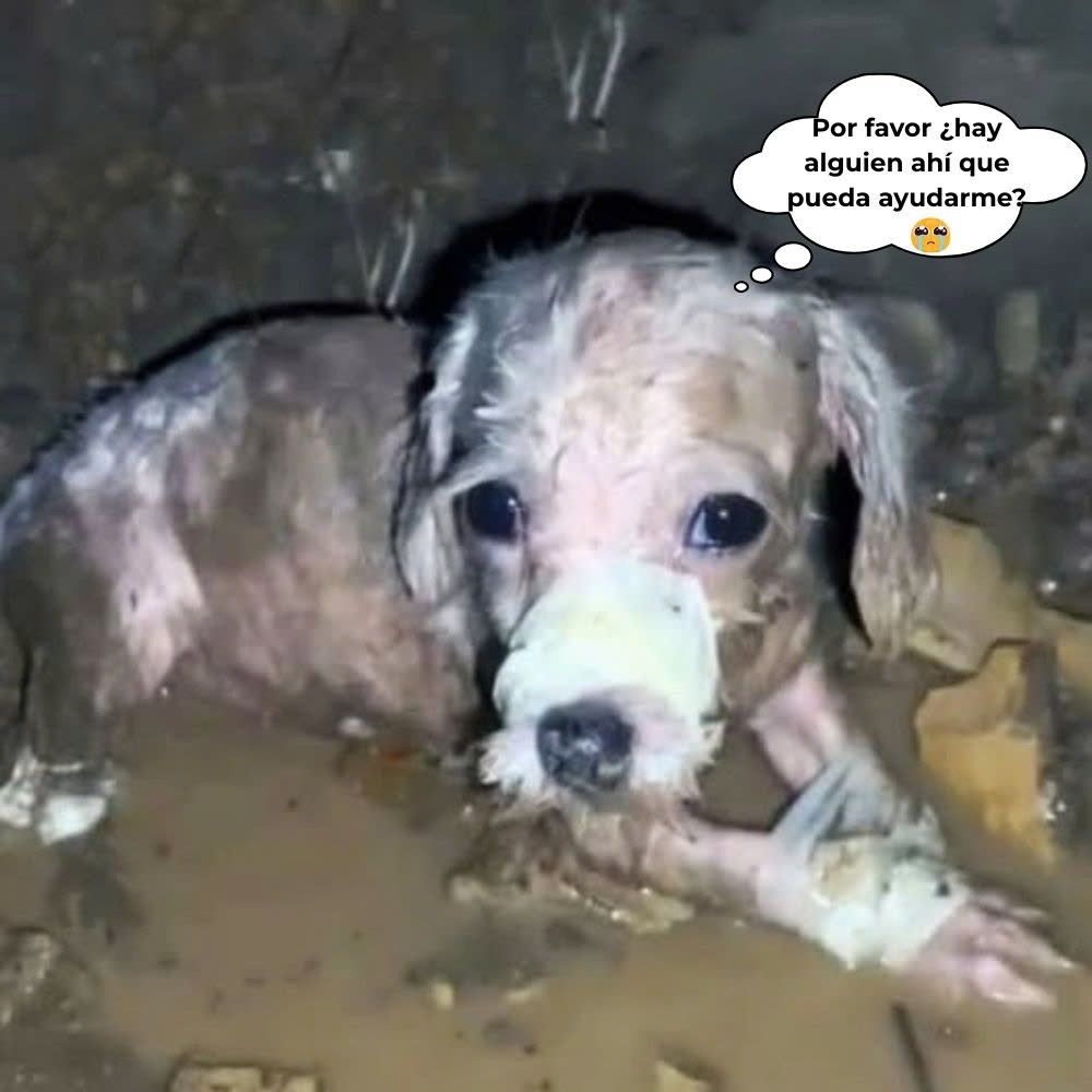 No ladré, no me moví, no tenía fuerzas para llorar… Me quedé allí tumbado esperando un milagro. Solo en la fría y fangosa zanja, nadie oyó el llanto silencioso… Pero el perrito seguía mirando hacia arriba con los ojos húmedos, esperando que alguien se detuviera a ayudarlo .