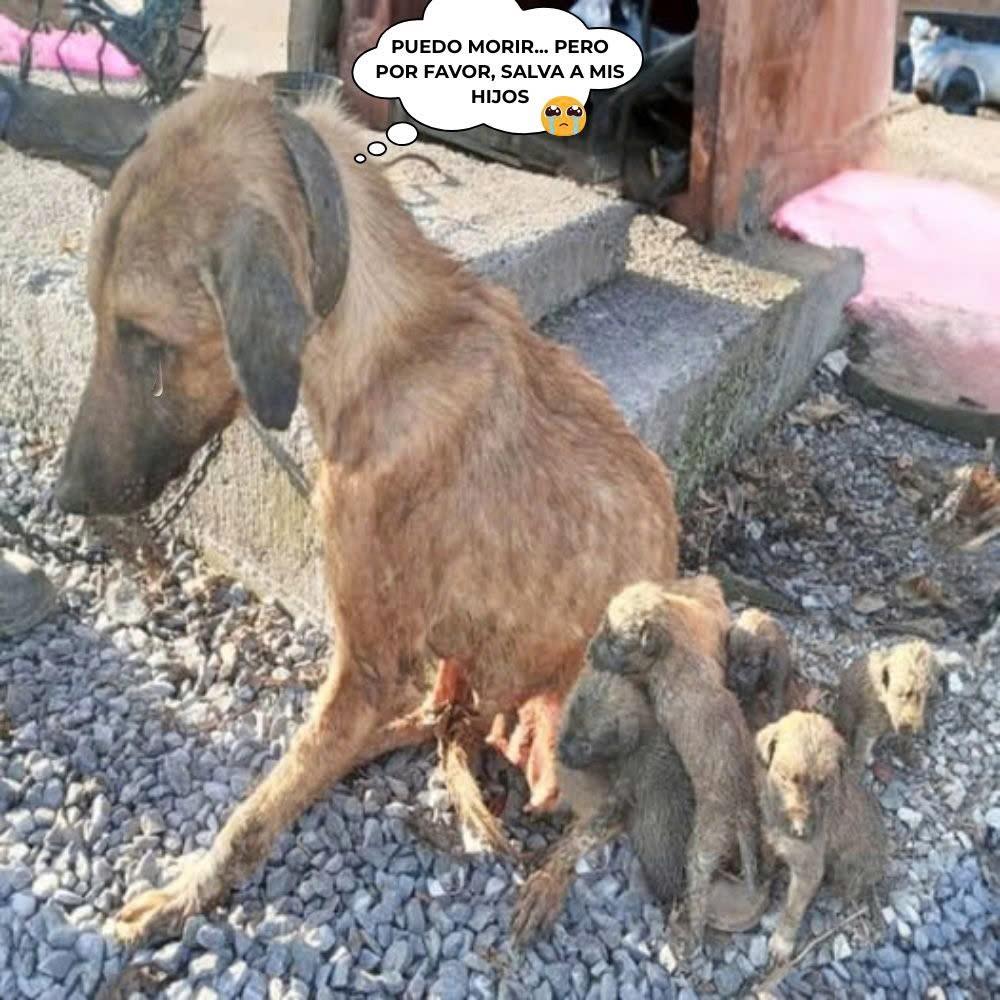 “Puedo morir… pero por favor, salva a mis hijos.” — Una perra moribunda usó su último aliento para rogar por la vida de sus cachorros. El sacrificio de la perra rompió el corazón de todos .