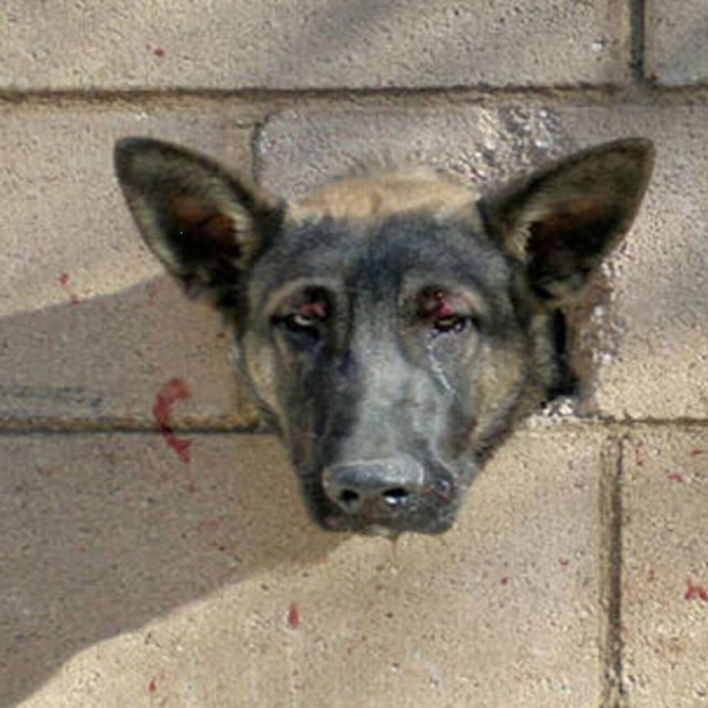 ¡Desgarrador! Pobre perro atrapado entre la fría pared. Cada lágrima desgarra el corazón del espectador… AL