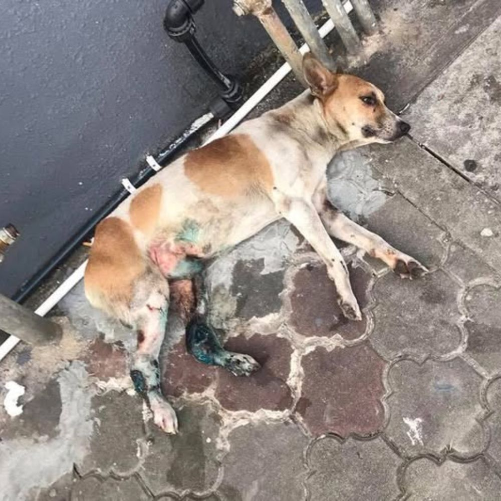 “Por favor, que alguien me ayude… No quiero morir.” — Un cachorro olvidado con heridas podridas llorando de dolor en un rincón oscuro, pero nadie se da la vuelta para mirarlo… hasta que es demasiado tarde . MT