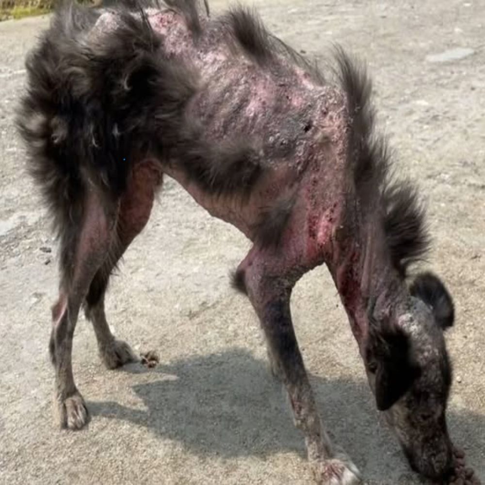 ¡Qué escena tan dolorosa! El perro flaco era solo piel y huesos, su cuerpo estaba lleno de sangre y pus, su pelaje estaba casi completamente caído, aún inclinaba la cabeza en silencio buscando comida con desesperación, sin que nadie se apiadara de él… AL