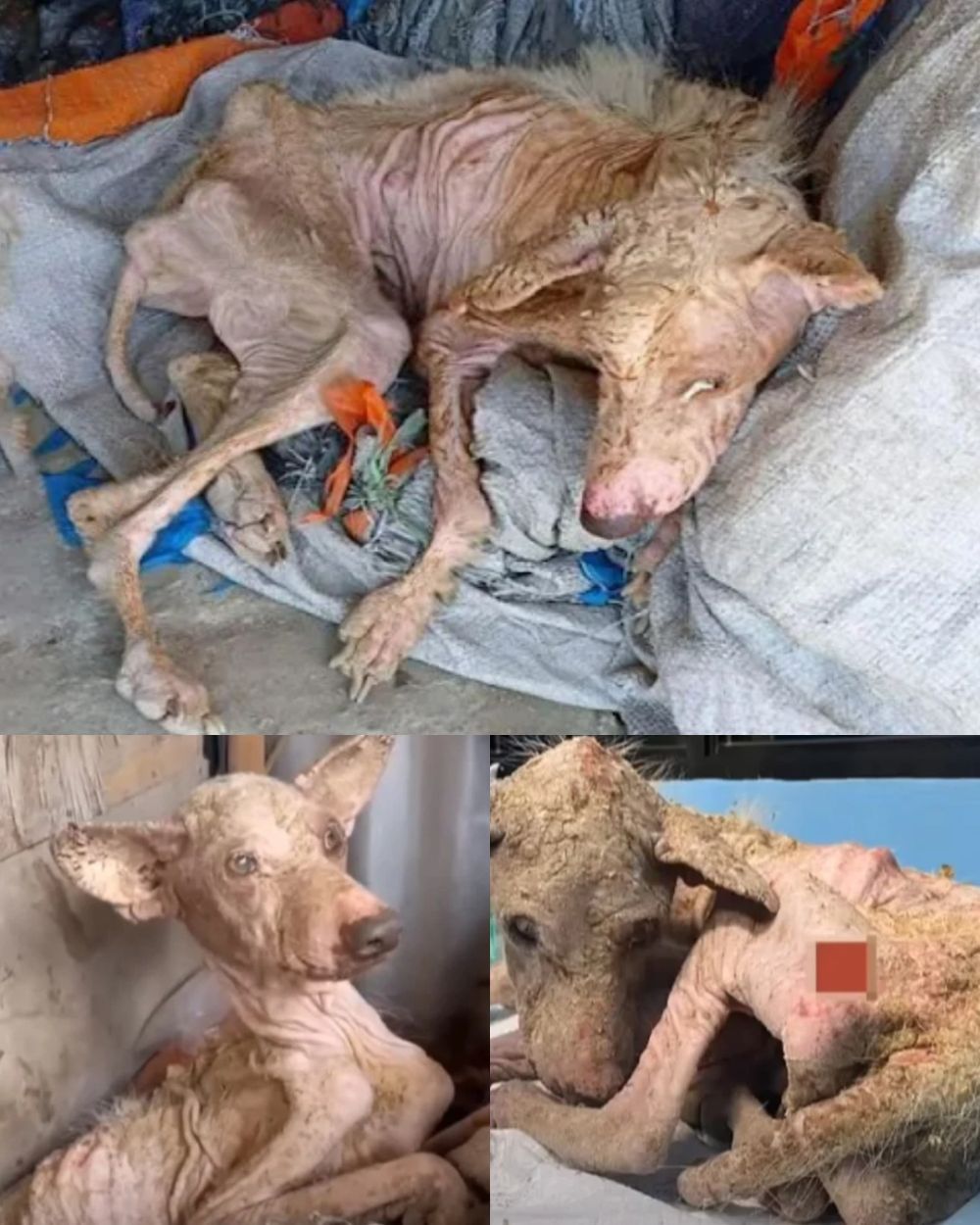 Abandonado al frío y al hambre, su cuerpo no era más que piel y huesos; el perrito temblaba y se escondía en un rincón oscuro, sus ojos llorosos parecían implorar un último rayo de calor en este mundo frío… YN