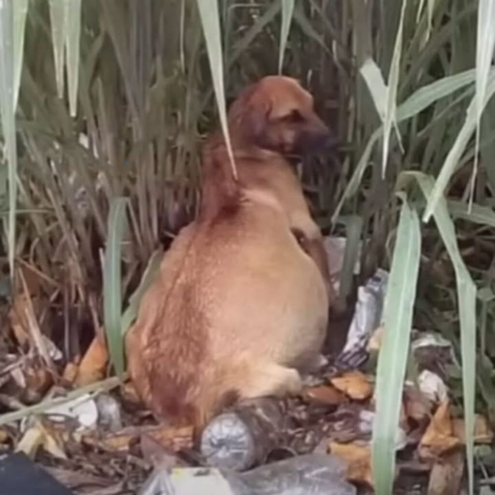 Abandonado entre la basura y la hierba, el perro panzón vagaba en absoluta soledad: una vida olvidada, arrojado de un camión cruel sin que nadie lo supiera… AL