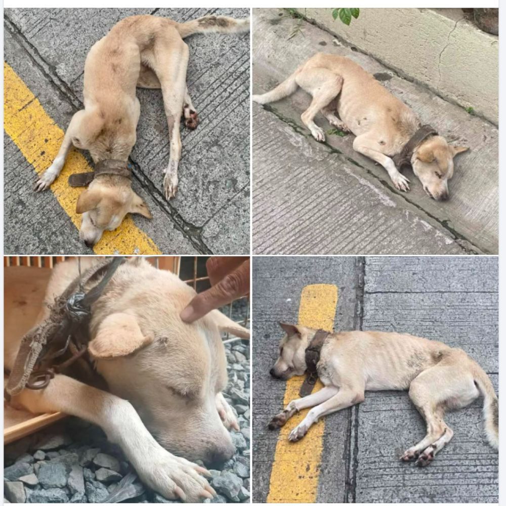 Desgarrador: El perro flaco, con una cadena oxidada alrededor del cuello, yacía retorciéndose al costado del camino como si esperara la muerte con desesperación… AL