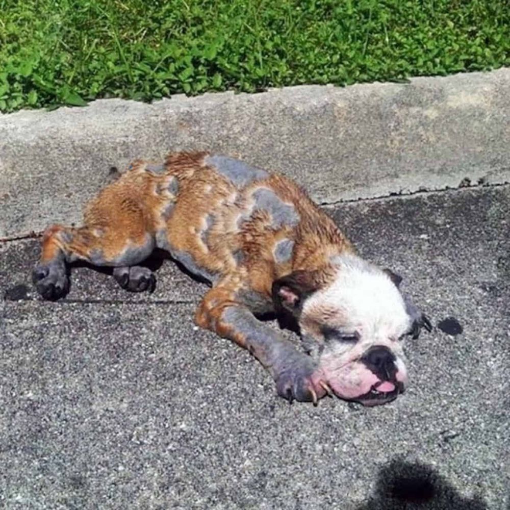 ¡POBRE! El perro estaba cubierto de llagas, huesos y cansancio, agonizante en la acera quemada por el sol. Su respiración débil parecía indicar que la muerte estaba cerca… AL