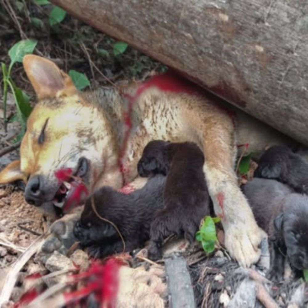 Dolor extremo: En medio de una feroz tormenta en Bermudas, una perra madre fue aplastada hasta la muerte por un árbol pero aún así usó su cuerpo para protegerlo, dejando a sus cachorros sedientos de leche, temblando y llorando junto a su cuerpo frío… AL