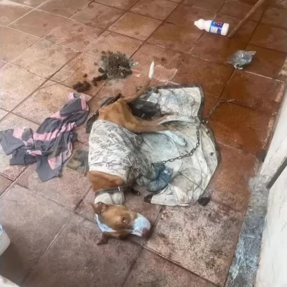 ¡Qué pobre! El perro estaba encadenado, tendido indefenso sobre una estera rota; su cuerpo flaco temblaba en la suciedad, sus ojos sin vida como si esperara la muerte. AL