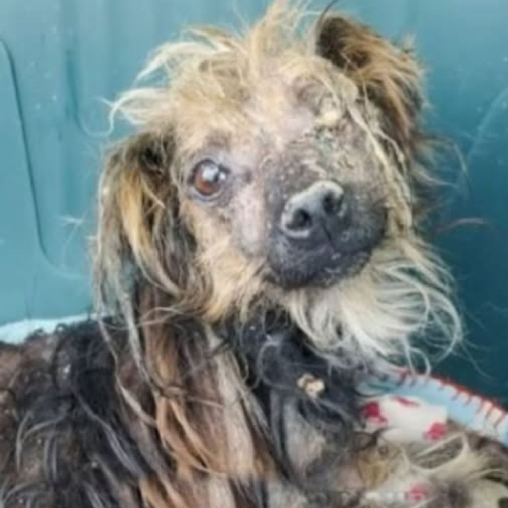 ¡POBRE! Perro ciego, flaco y desaliñado, temblando en la oscuridad, desesperado. ¡Por favor, sálvenlo! AL
