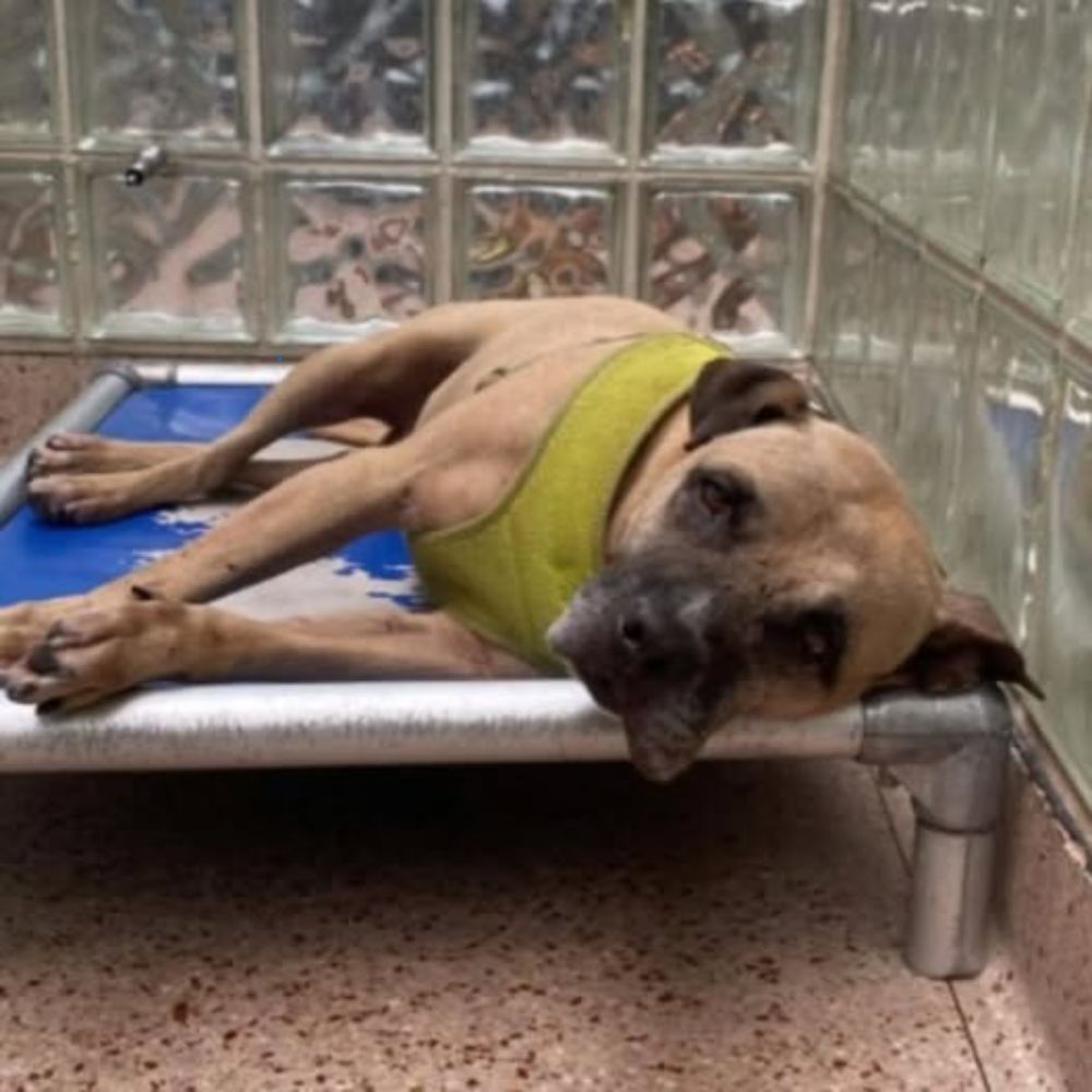 ¡DESGARRADOR! Un perrito solitario regresa al refugio tras el fallecimiento de su querido dueño. Ojos llorosos, respiración débil, lágrimas en los ojos como si quisiera gritarle al mundo. AL