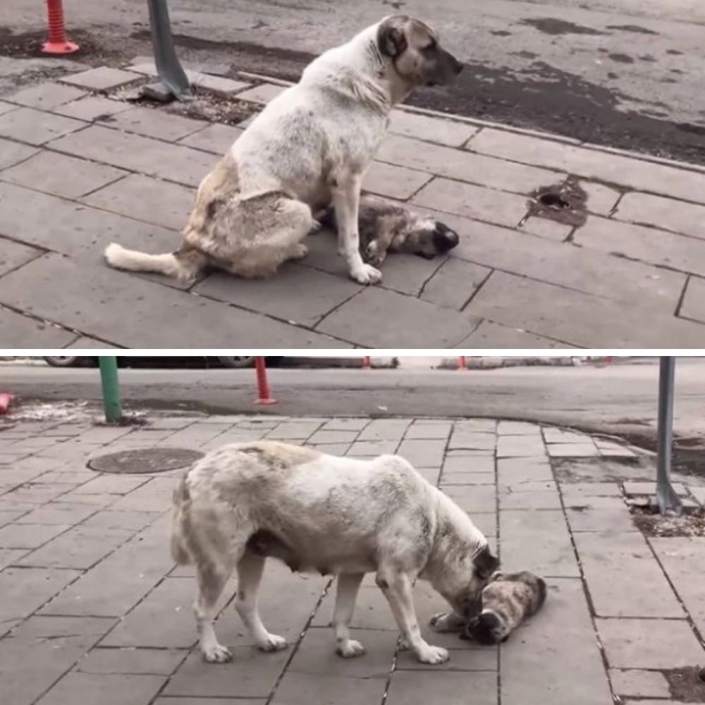 ¡Qué desgarrador! La perra sufría junto a su cachorro, atropellado por un coche. ¡Su mirada desesperada conmovió a millones de corazones! .AL