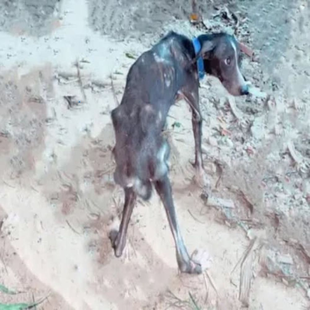 Tal vez solo quedaban piel y huesos, la espalda encorvada por los tumores, el perro se volvió hacia atrás, los ojos llenos de miedo y desesperación como si rogara por la última gota de misericordia de los humanos… AL