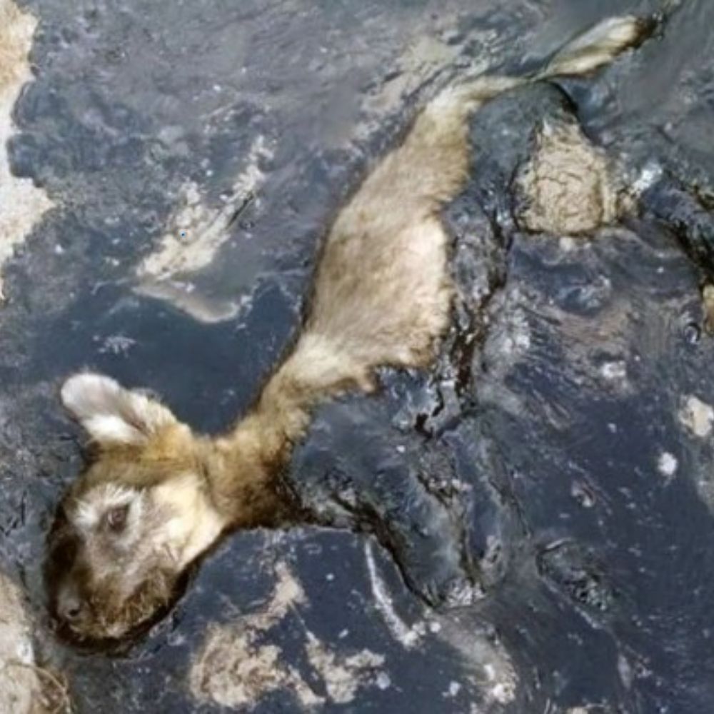 Atrapado en un pozo de lodo espeso, el perrito luchaba desesperadamente en silencio, con los ojos cerrados entre la vida y la muerte, como si solo esperara una mano que lo salvara… AL
