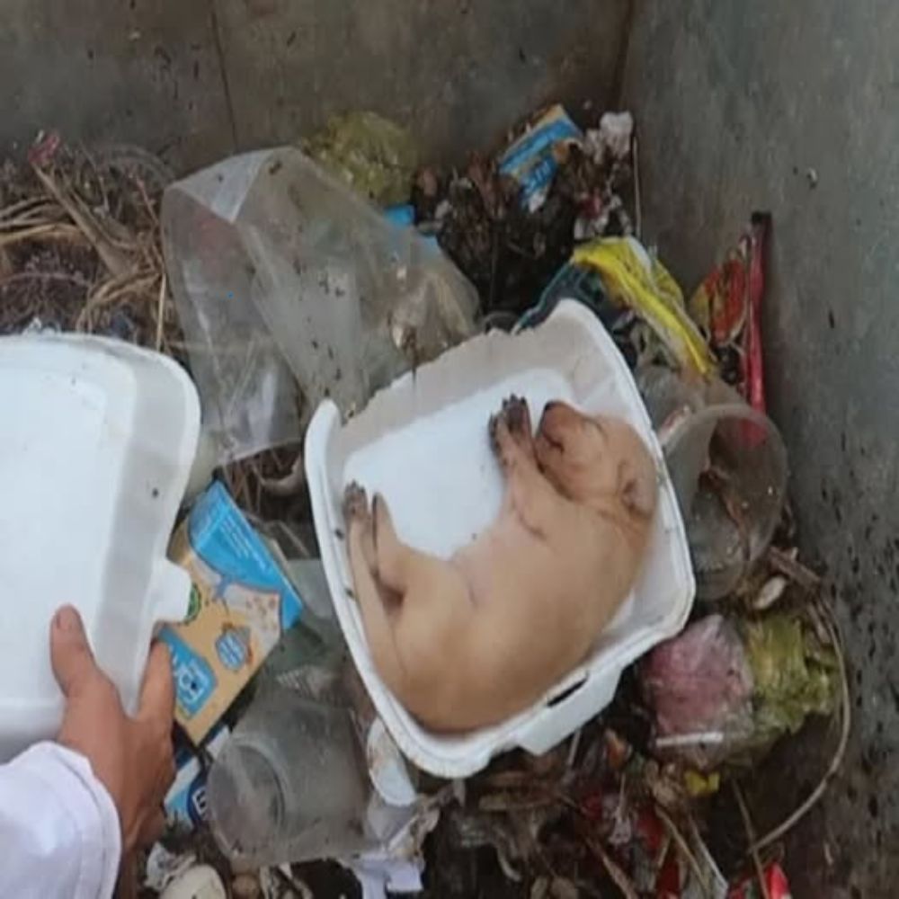 Arrojado a la basura como un trozo de basura, el cachorro yacía inmóvil en la sucia caja de poliestireno, con sus diminutas patas enroscadas, sin darse cuenta de que los humanos acababan de arrebatarle su derecho a vivir… AL