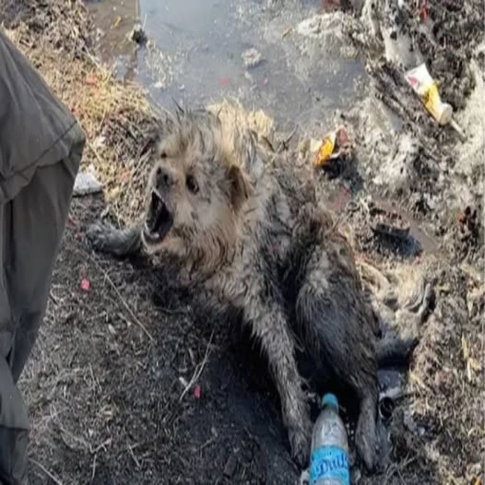 Cubierto de barro y basura, el perrito aún gritaba pidiendo ayuda, sus ojos y expresión desesperada como si estuviera rogando a los humanos por una oportunidad de vivir… AL