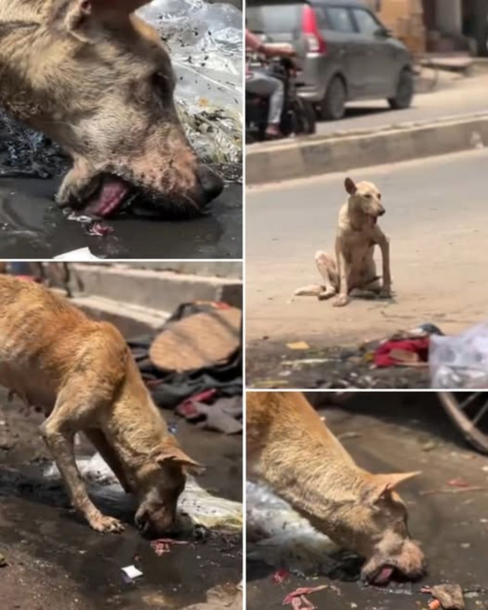 “Abandonado en medio de una vida sin corazón” — El perro perdido, flaco y gimiendo de hambre sobre las frías pilas de basura, con los ojos llenos de soledad… AL